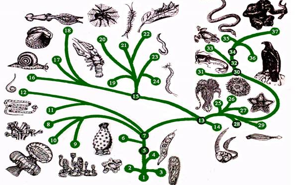 Эволюция животных. Эволюционная цепочка животных. Схема эволюции живых организмов. Простейшие этапы развития